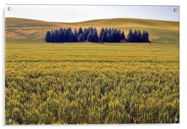 Palouse fields and trees Acrylic by Luc Novovitch