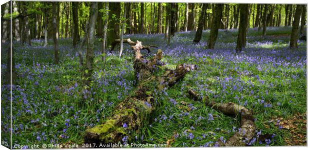 Bluebell Wood at Castell Coch. Canvas Print by Philip Veale