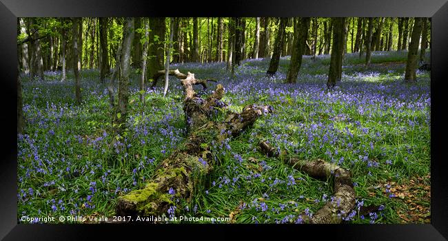 Bluebell Wood at Castell Coch. Framed Print by Philip Veale