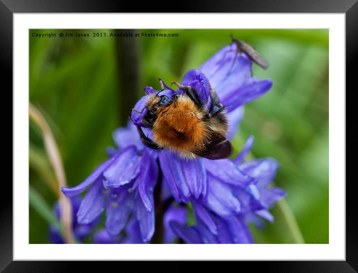 Bumble Bee and Bluebells Framed Mounted Print by Jim Jones