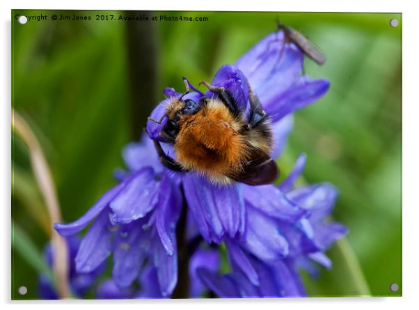 Bumble Bee and Bluebells Acrylic by Jim Jones