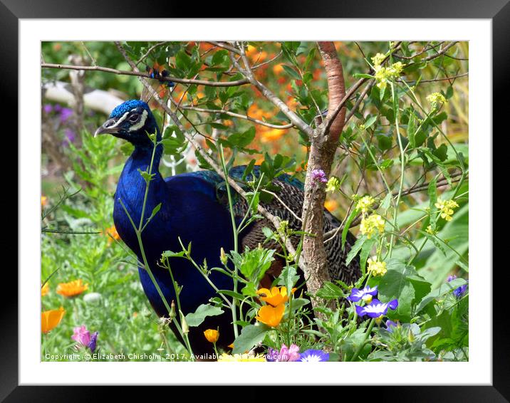 Peacock hiding among the flowers Framed Mounted Print by Elizabeth Chisholm