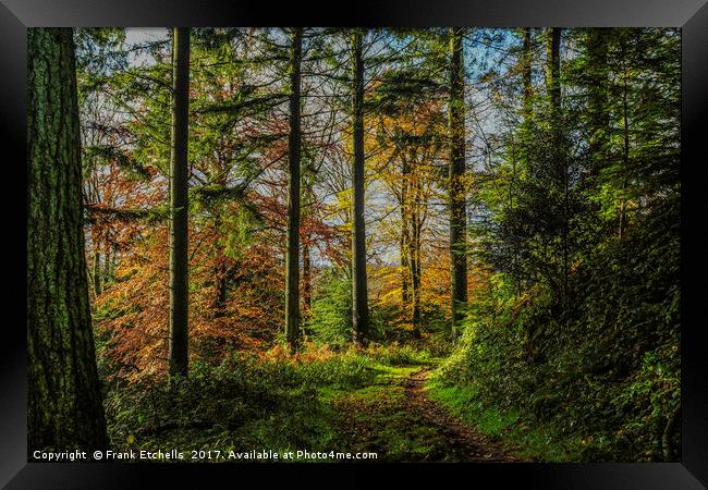 Autumnal Walk Through Beaumont's Woods Framed Print by Frank Etchells
