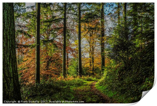 Autumnal Walk Through Beaumont's Woods Print by Frank Etchells