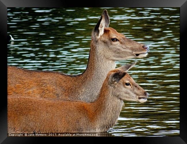       Red Deer                          Framed Print by Jane Metters