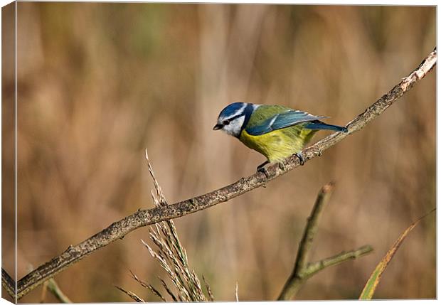 Blue Tit Canvas Print by Robert Geldard