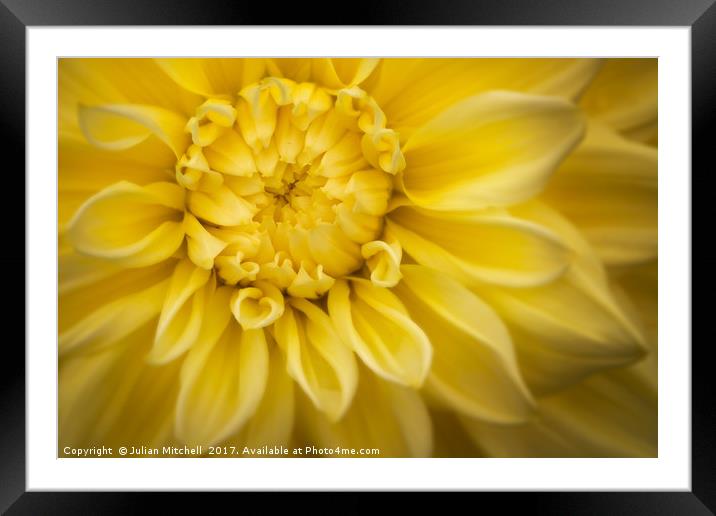 Yellow Dhalia Framed Mounted Print by Julian Mitchell