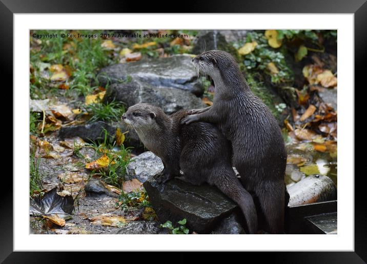  Otters Framed Mounted Print by Derrick Fox Lomax