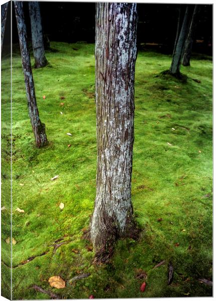 Trees and moss Canvas Print by Luc Novovitch