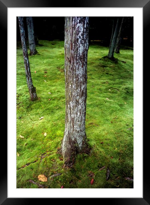 Trees and moss Framed Mounted Print by Luc Novovitch