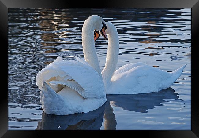 Togetherness Framed Print by Karen Martin