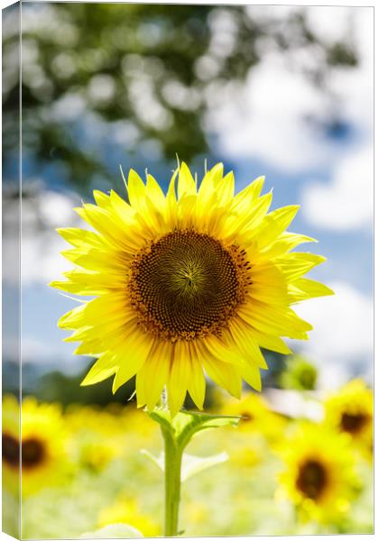Bright Sunflower Canvas Print by Darryl Brooks