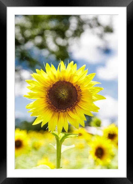 Bright Sunflower Framed Mounted Print by Darryl Brooks