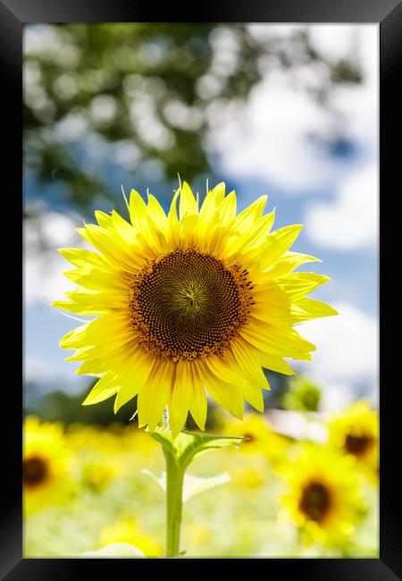 Bright Sunflower Framed Print by Darryl Brooks