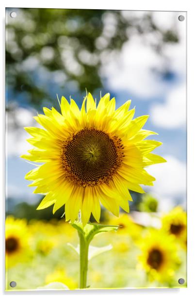 Bright Sunflower Acrylic by Darryl Brooks