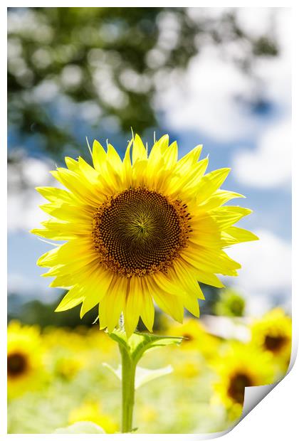 Bright Sunflower Print by Darryl Brooks