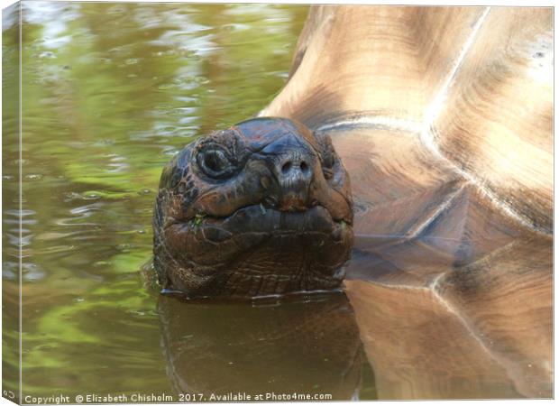 Giant tortoise takes a bath Canvas Print by Elizabeth Chisholm