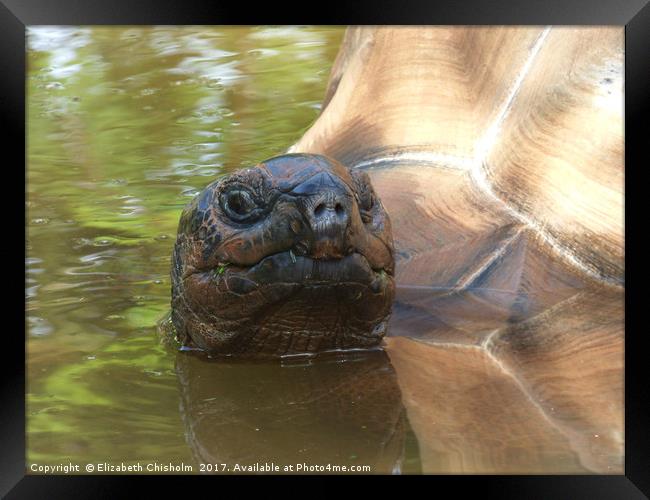 Giant tortoise takes a bath Framed Print by Elizabeth Chisholm