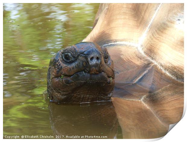 Giant tortoise takes a bath Print by Elizabeth Chisholm