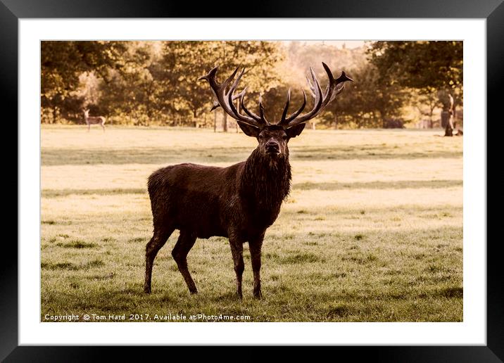 Morning Stag Framed Mounted Print by Tom Hard