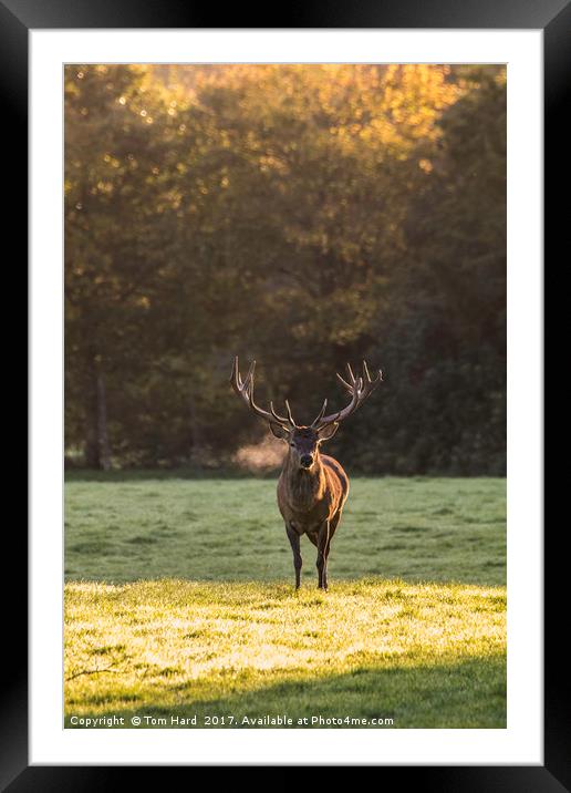 Deer in the light Framed Mounted Print by Tom Hard
