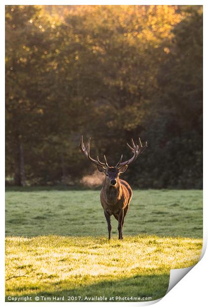 Deer in the light Print by Tom Hard