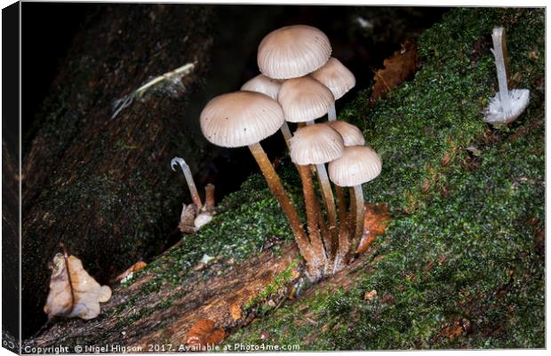 Fungi on the forest floor Canvas Print by Nigel Higson