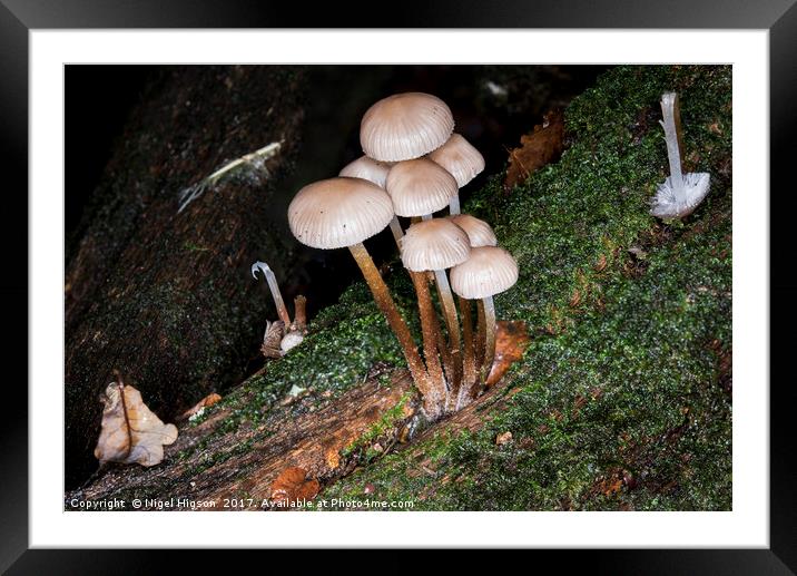 Fungi on the forest floor Framed Mounted Print by Nigel Higson