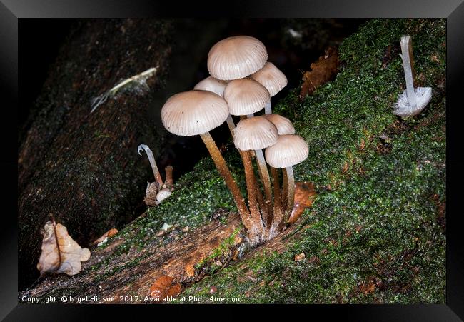 Fungi on the forest floor Framed Print by Nigel Higson