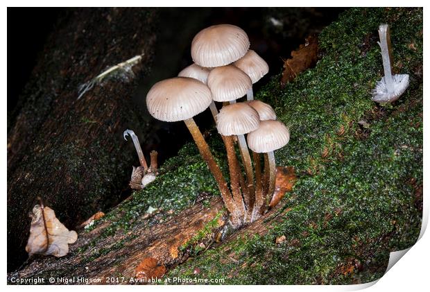 Fungi on the forest floor Print by Nigel Higson