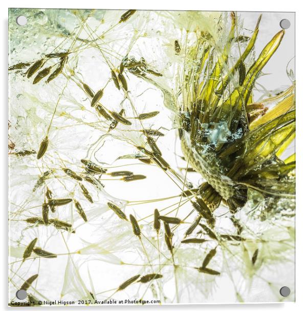 Dandelion releasing seeds Acrylic by Nigel Higson