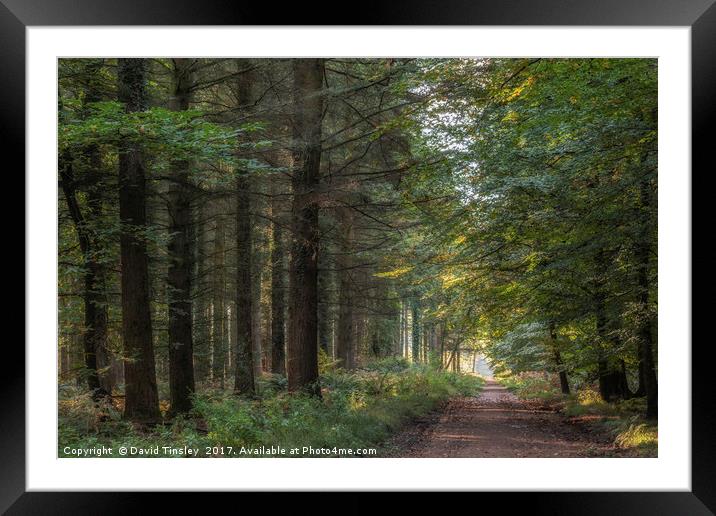 Along the Forest Track Framed Mounted Print by David Tinsley