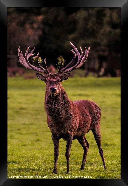 The Stag Framed Print by Tom Hard