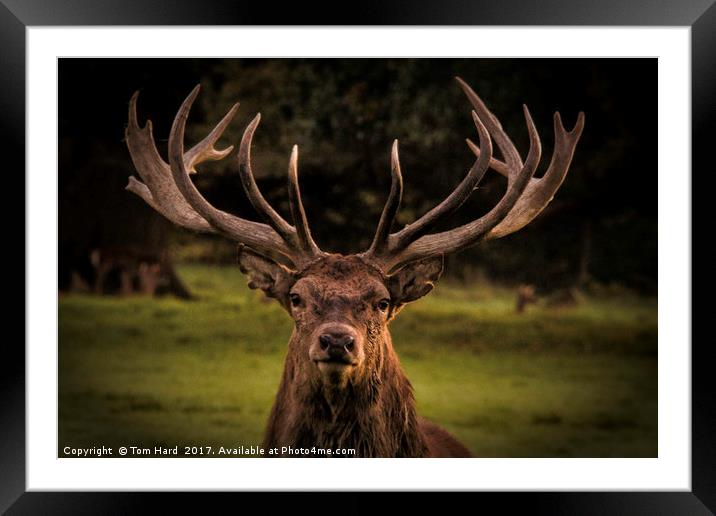 Beware of the Antlers Framed Mounted Print by Tom Hard