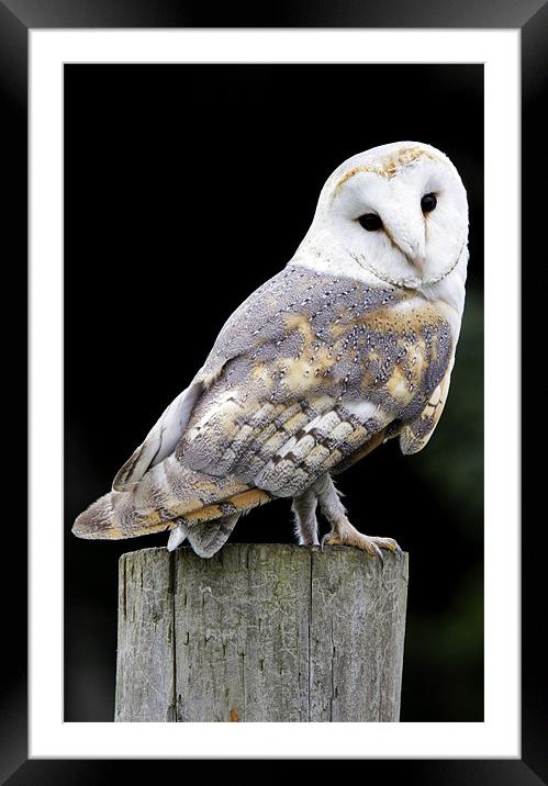 Barn Owl Framed Mounted Print by Tony Bates