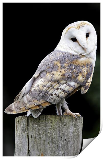 Barn Owl Print by Tony Bates