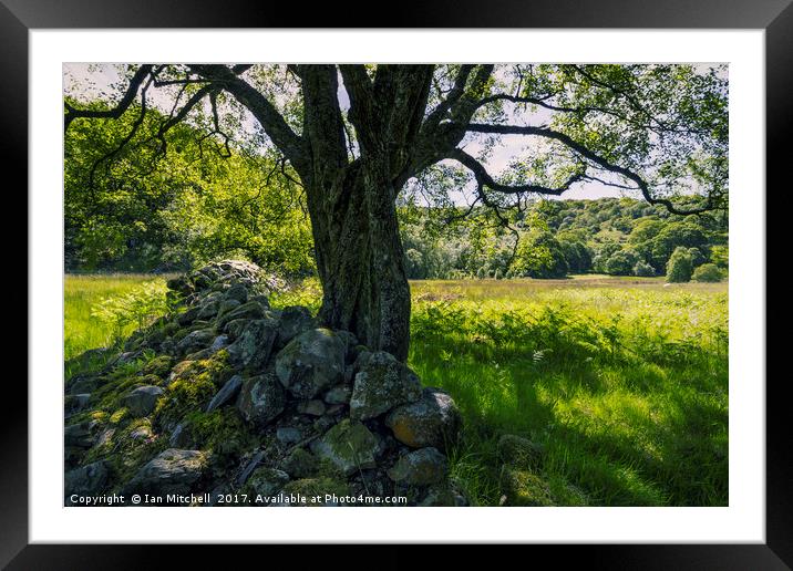 Under The Summer Tree Framed Mounted Print by Ian Mitchell