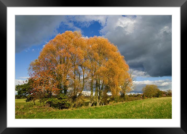 Autumn Tree Clump Framed Mounted Print by Pete Hemington