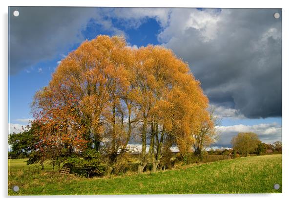 Autumn Tree Clump Acrylic by Pete Hemington