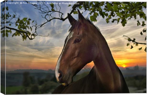 Horse on a summers evening Canvas Print by Derrick Fox Lomax