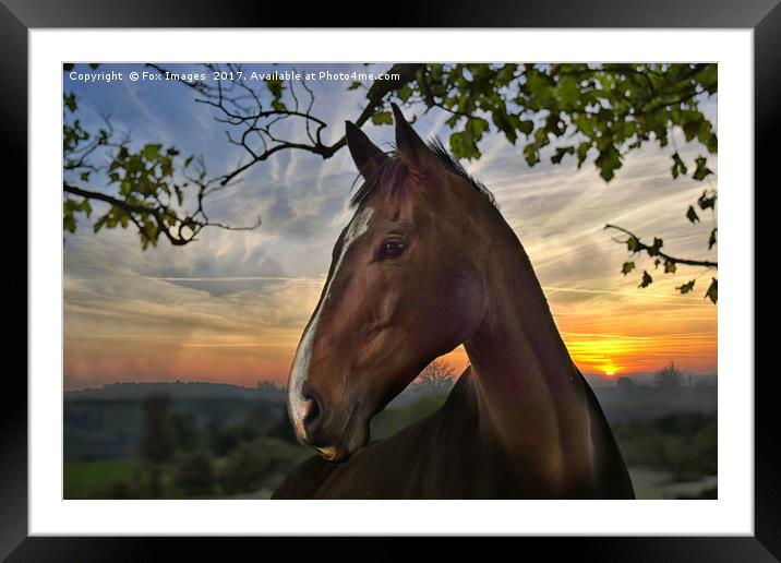 Horse on a summers evening Framed Mounted Print by Derrick Fox Lomax
