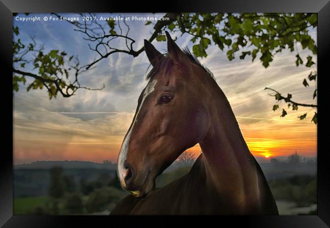 Horse on a summers evening Framed Print by Derrick Fox Lomax