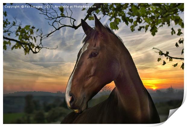 Horse on a summers evening Print by Derrick Fox Lomax