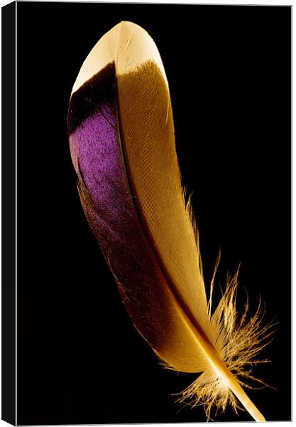 Duck feather Canvas Print by Pete Hemington