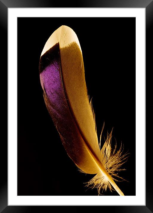 Duck feather Framed Mounted Print by Pete Hemington