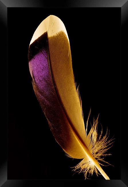 Duck feather Framed Print by Pete Hemington
