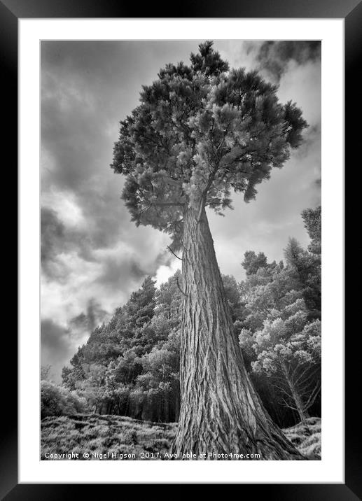 A majestic pine tower Framed Mounted Print by Nigel Higson