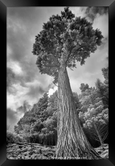 A majestic pine tower Framed Print by Nigel Higson