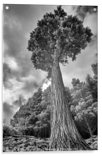A majestic pine tower Acrylic by Nigel Higson