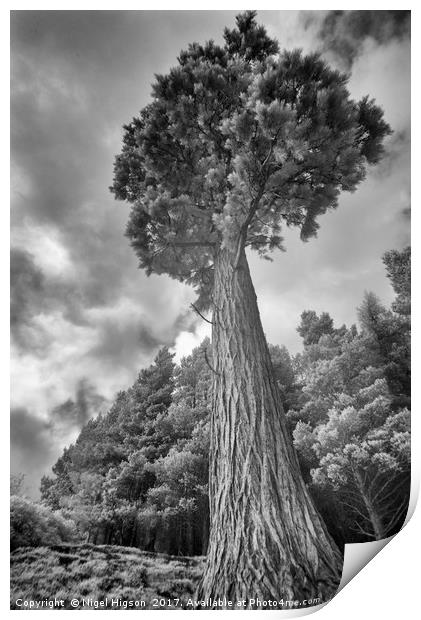 A majestic pine tower Print by Nigel Higson
